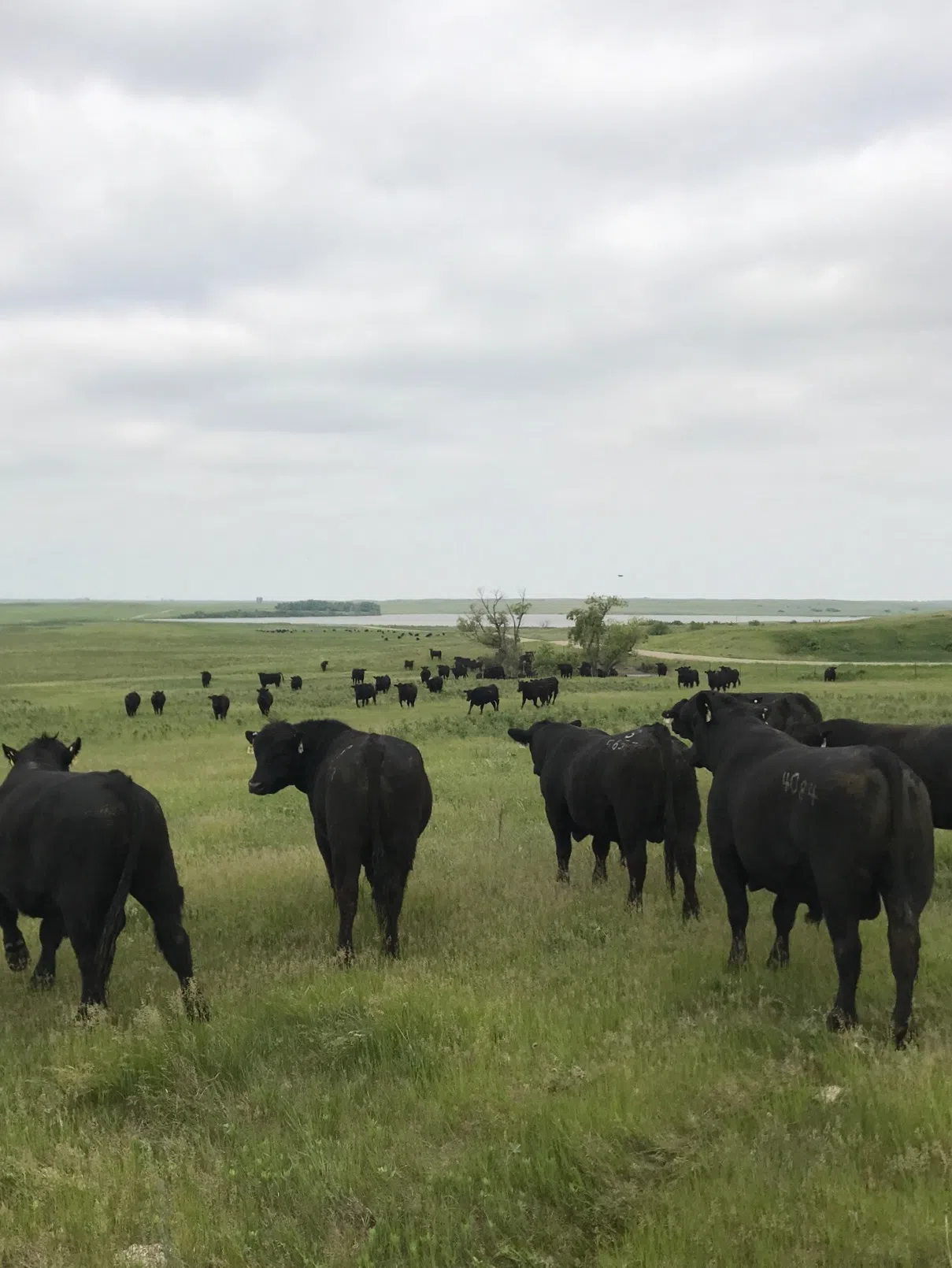North Dakota Stockmen’s Association  Seedstock Council webinar to focus on bull fertility