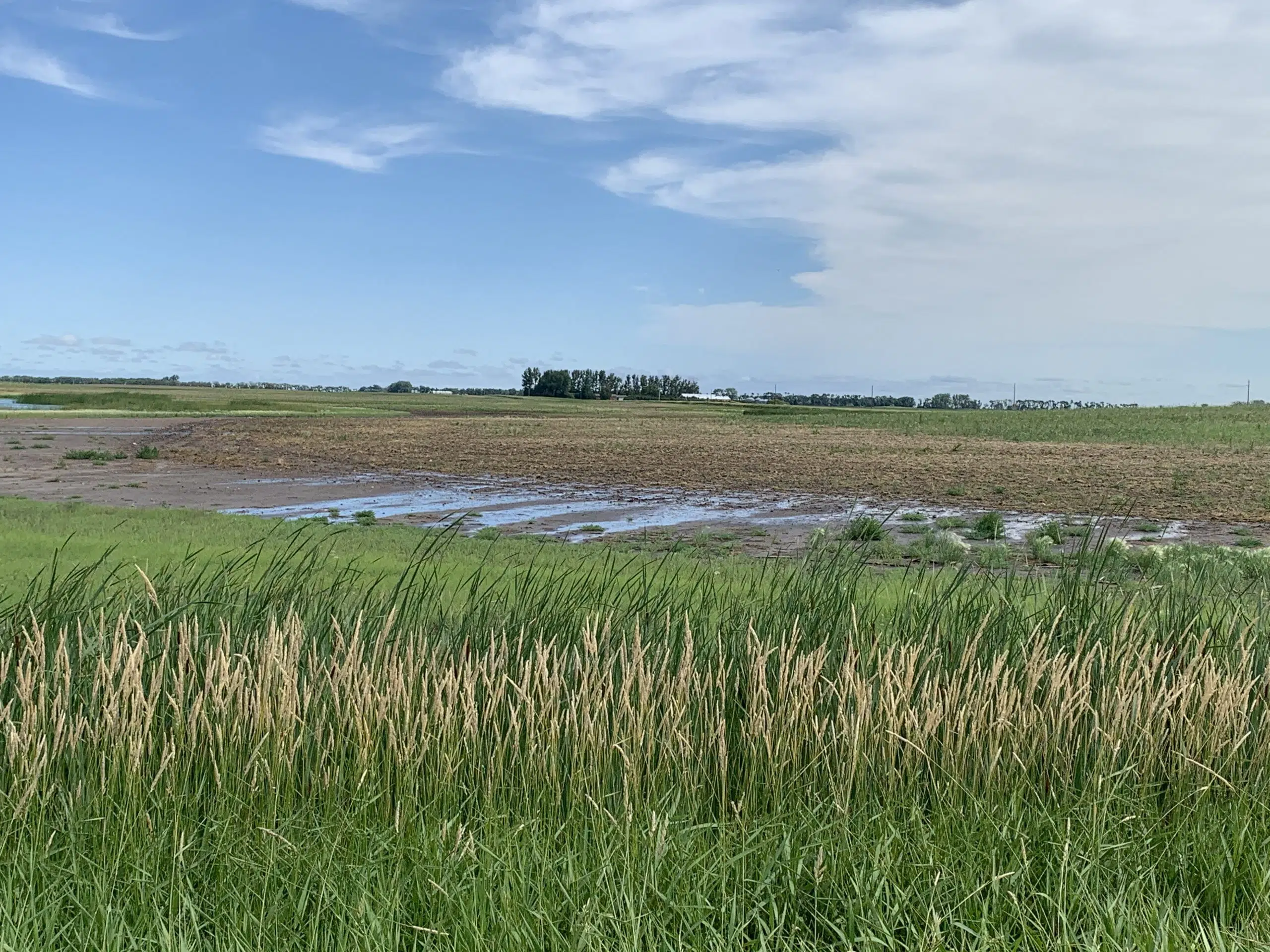 National Farmers Union urges USDA to restore prevent plant buy-up coverage