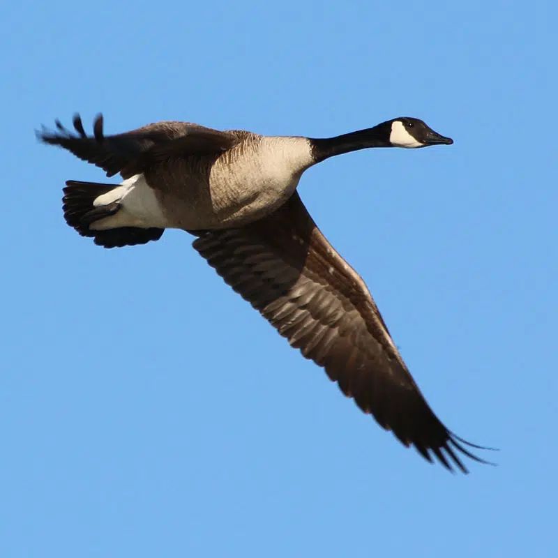 When does canada discount goose season start