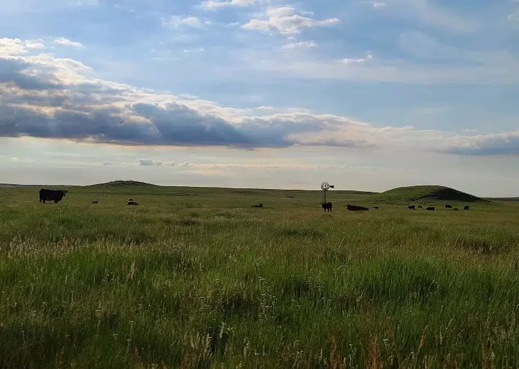 North Dakota Grazing Lands Coalition Elects Officers, Directors and