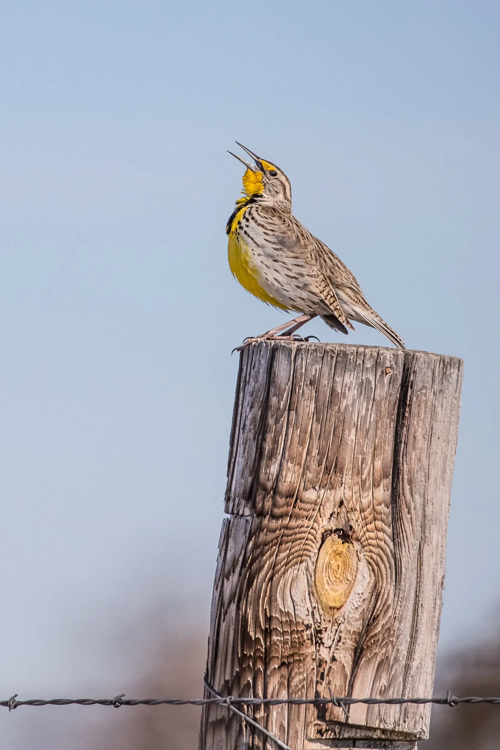 What is good for the meadowlark is also good for the deer | The mighty 790 KFGO