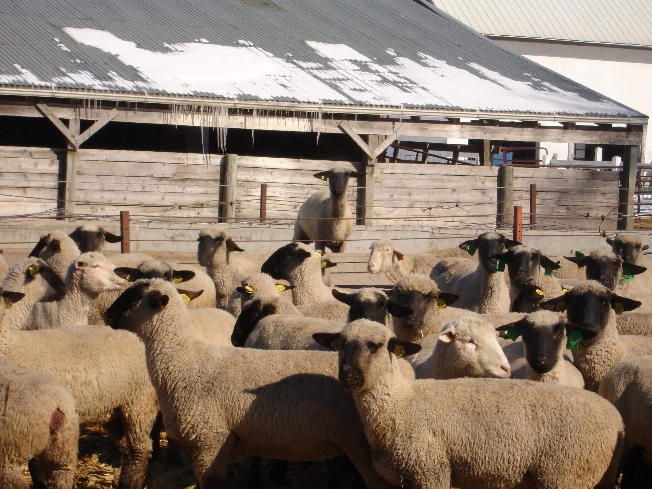 All American Sheep Day showcases sheep industry during Black Hills