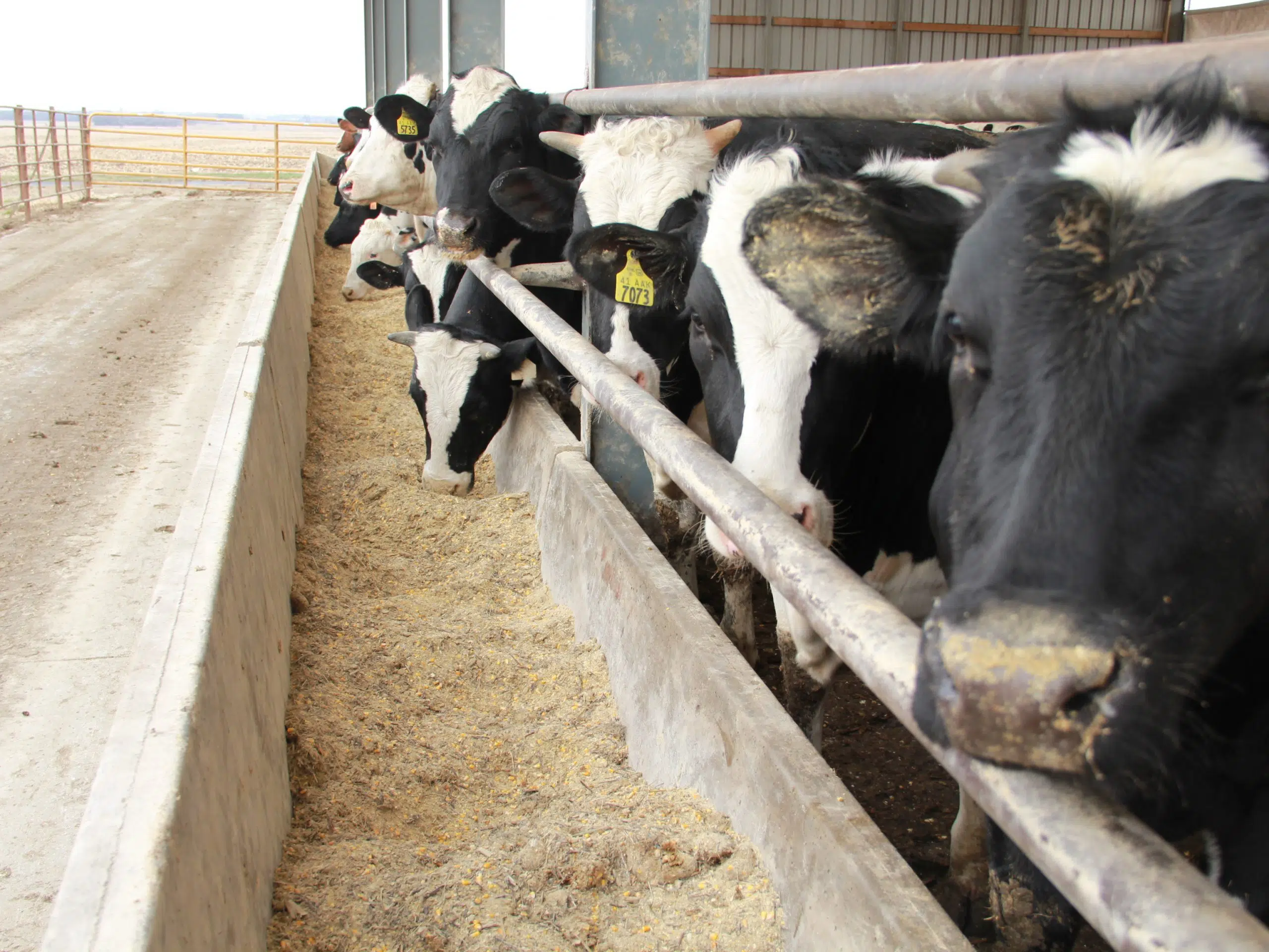 I-29 Moo University Annual Dairy Beef Short Course To Be Held On March 29, The Mighty 790 KFGO