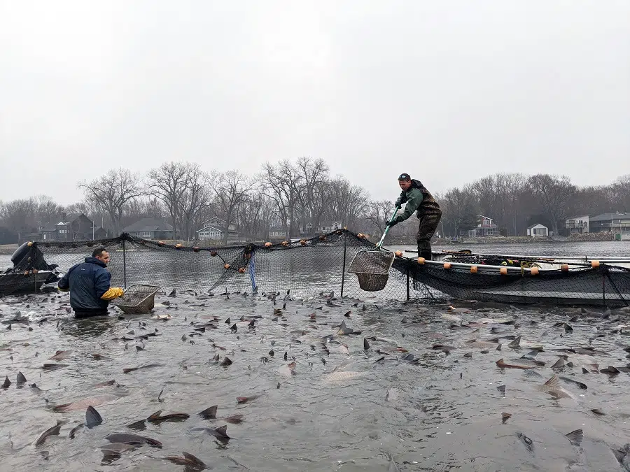 Minnesota DNR proposes harvest limits for native rough fish