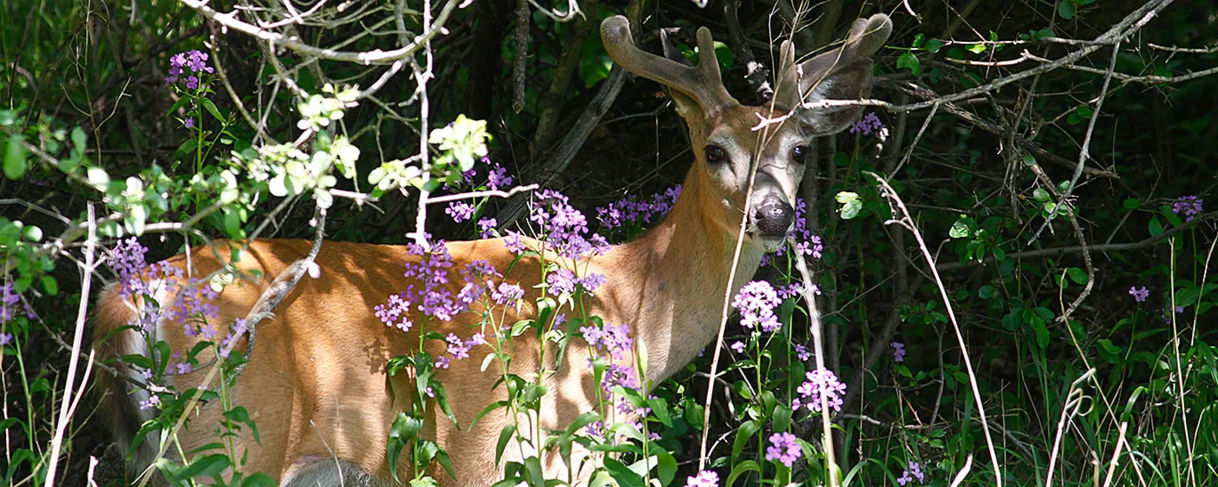 Helping Out All North Dakota Wildlife