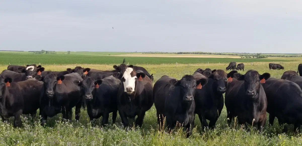 Texas Ag Commissioner praises FDA approval of treatment to combat New World Screwworm