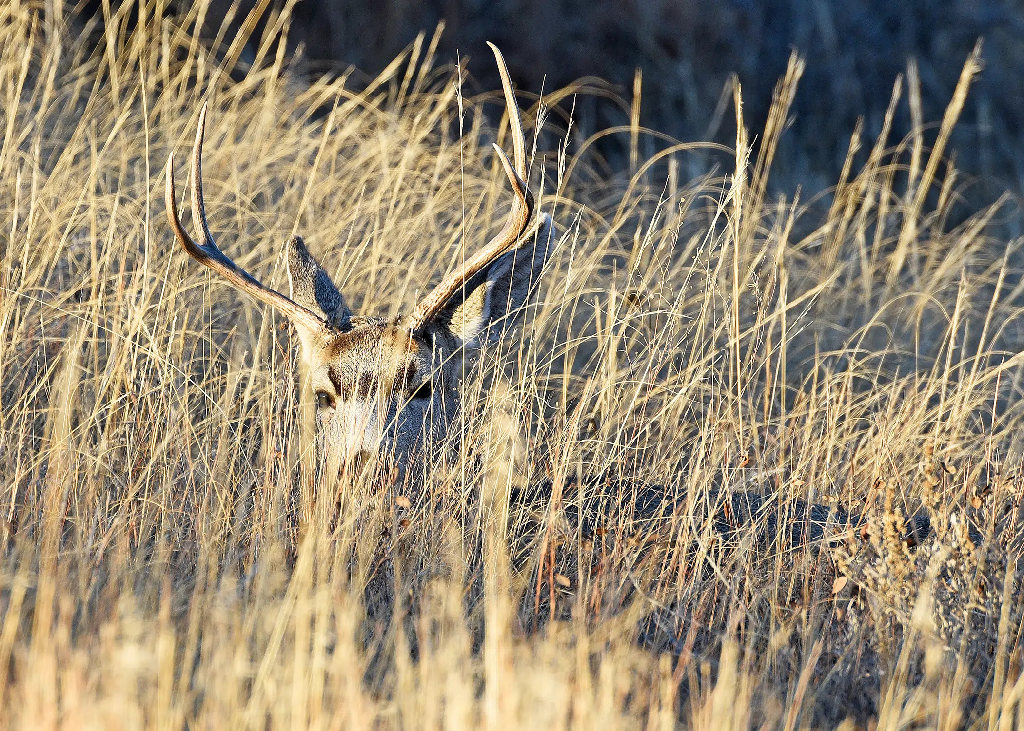 2022 North Dakota Deer Season Set, Apply Online The Mighty 790 KFGO