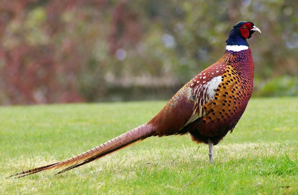 Minnesota DNR says pheasant opener setting up to be a good one for