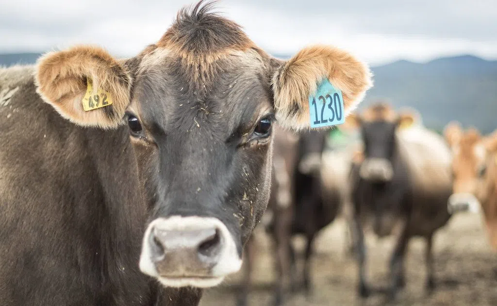 States Restricting Cattle Imports From Areas With HPAI Detections In ...