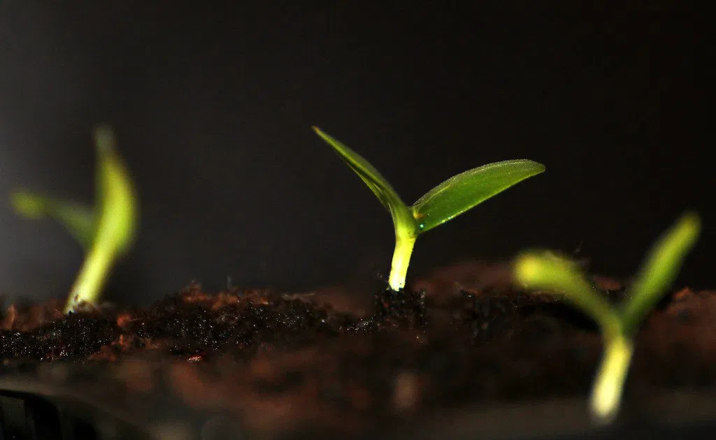 FSA to host beginning farmer meetings in Hawley and Mahnomen