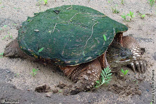 MN DNR Be aware of changes to turtle harvest regulations