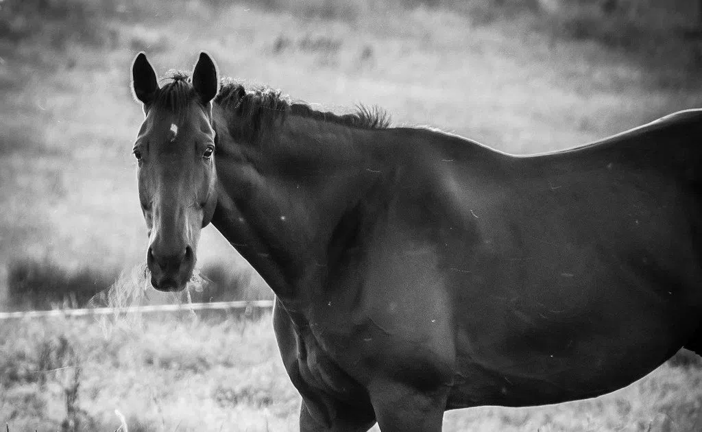 North Dakota notified of multi-state equine herpes outbreak