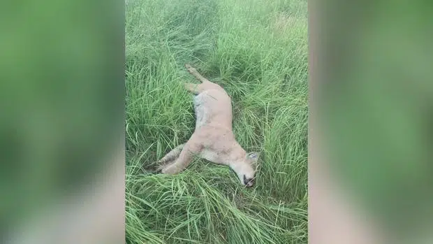 Cougar Struck And Killed By Car In Twin Cities May Have Come From The