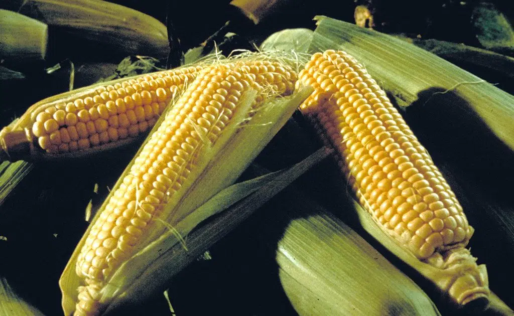 USDA Announces 21.9 Million in Grants Awarded to Further Strengthen