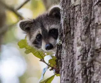 Rabies Alert Issued Over Raccoon Taken Into N.D. Bar | The Mighty 790 ...