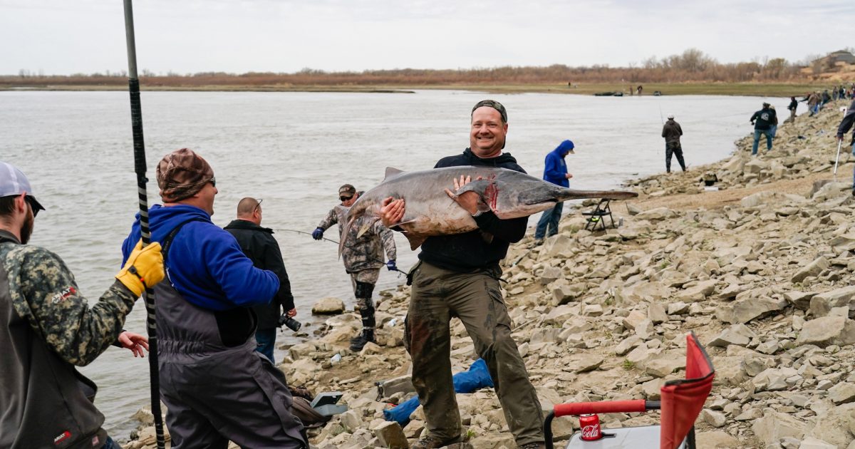 2024 #NDGF Paddlefish Tags Online - Vimarsana News