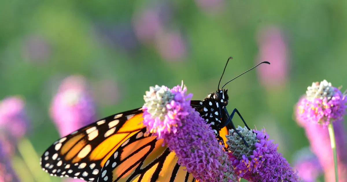 Doug Leier: The Importance Of Pollinators | The Mighty 790 KFGO | KFGO