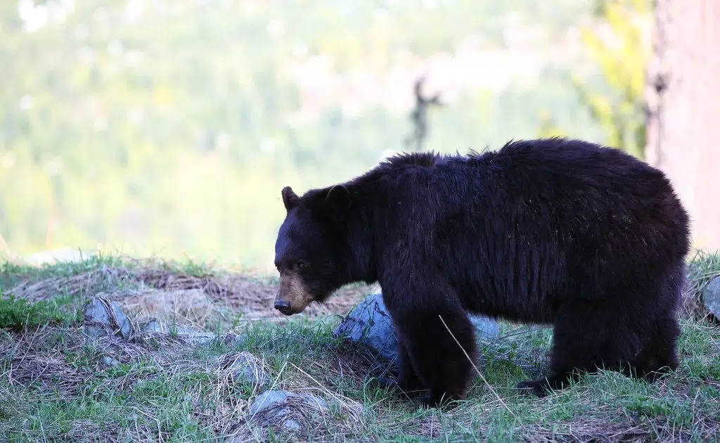 Bear sightings up in Minnesota as population grows  The Mighty 790 