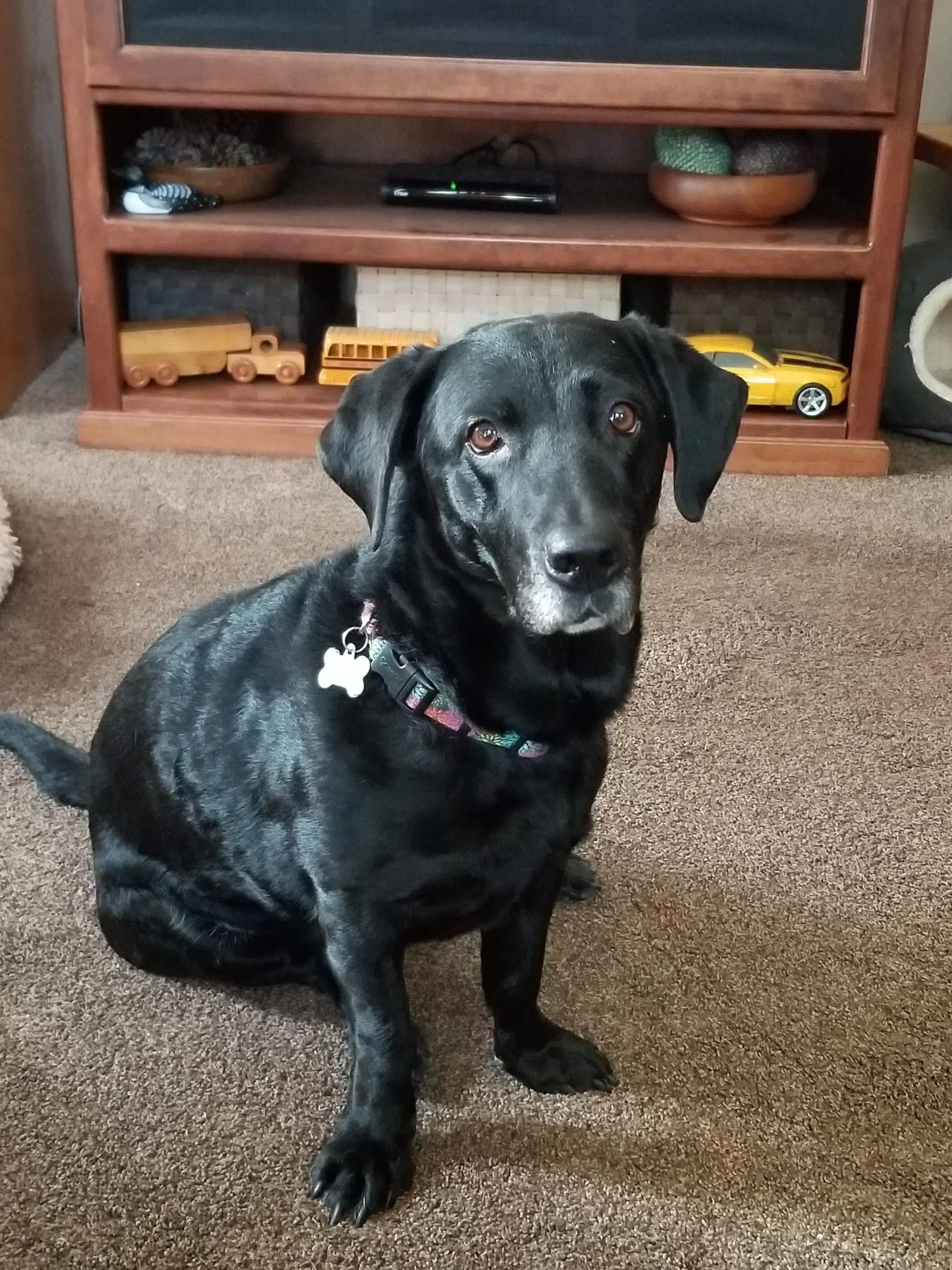 Basset hound and store lab