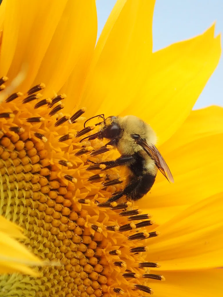 USDA Recognizes National Pollinator Week | The Mighty 790 KFGO | KFGO