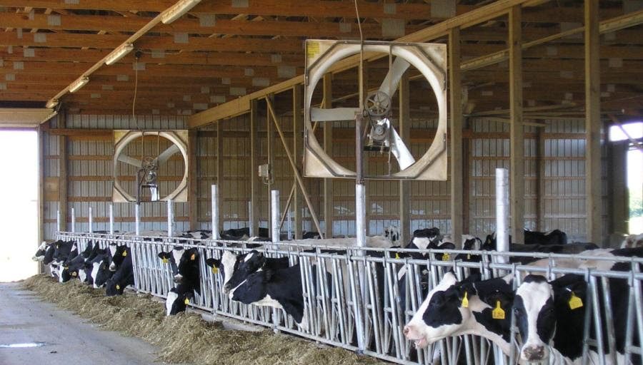 Minnesota, Wisconsin dairy farm numbers down in 2023 - Vimarsana News
