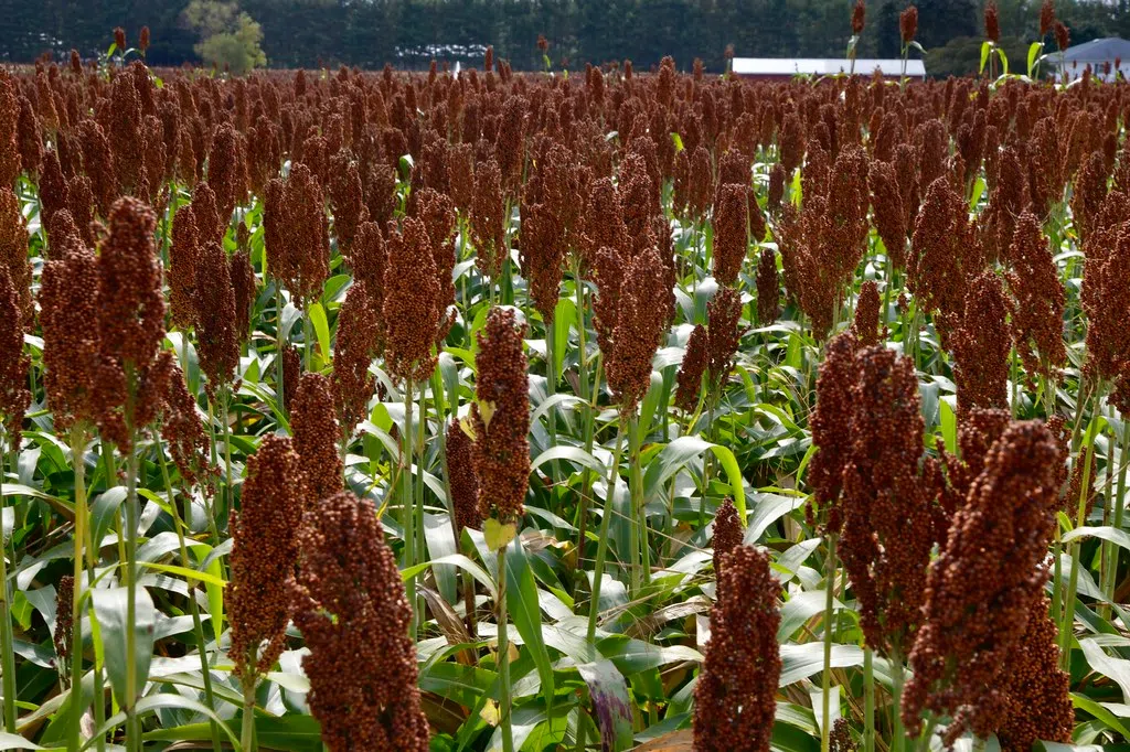 United Sorghum Checkoff Program Celebrates 15 Years Of Innovation | The ...