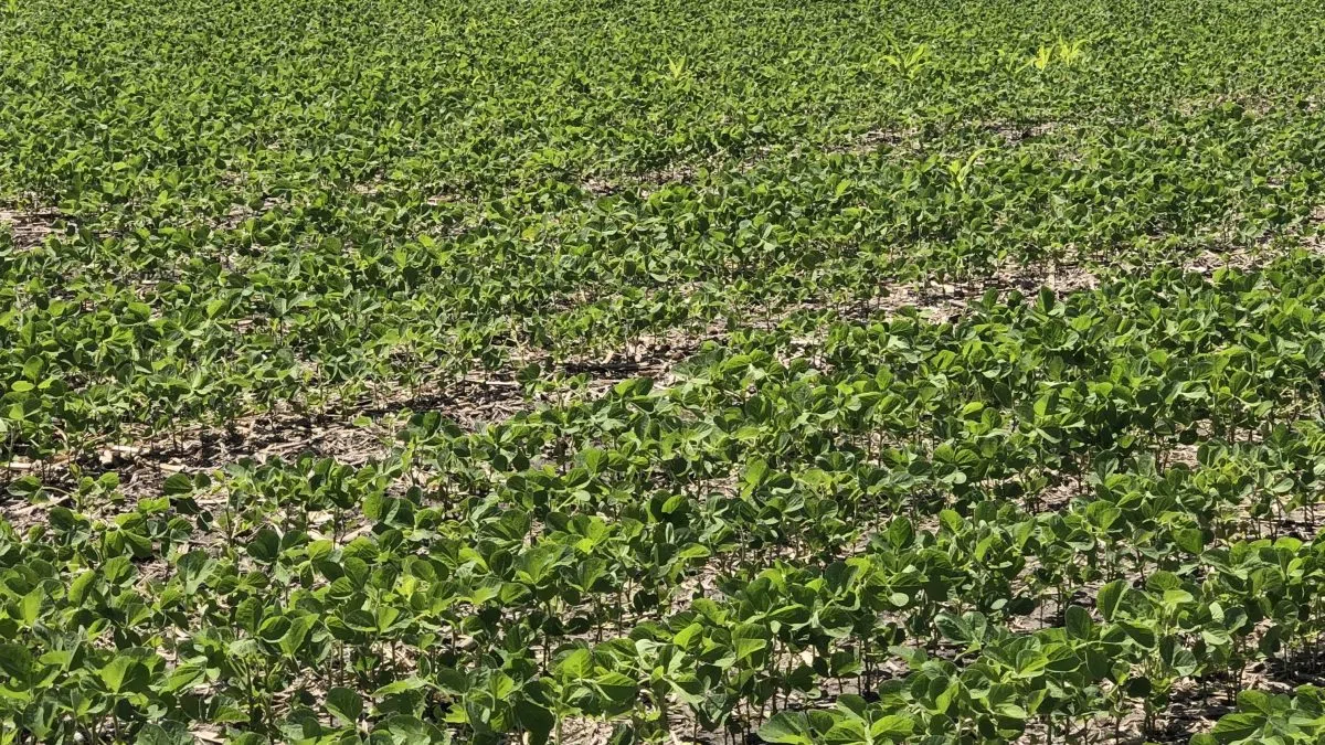 CoBank: Farmers increasing soybean acres in 2026