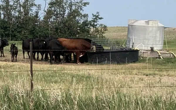 Minnesota opens applications for Livestock Investment Grants