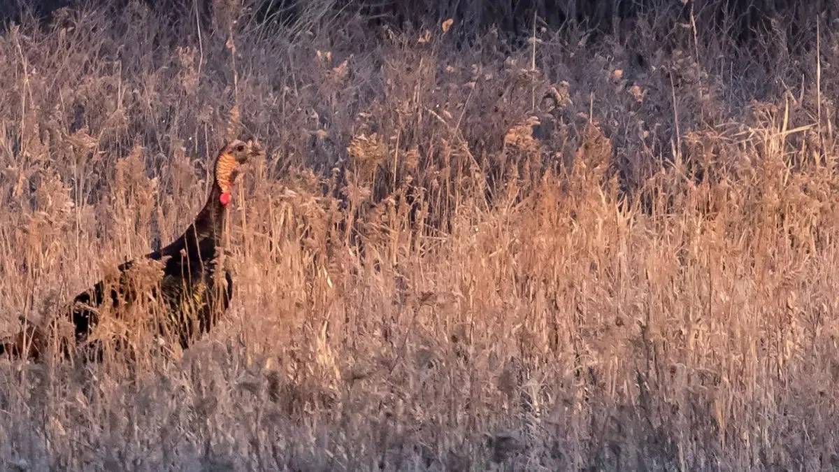 2025 #NDGF Fall Turkey Season Set
