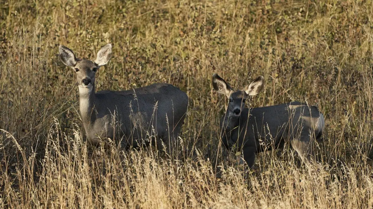 Deer Hunting FAQs: Your Essential Guide for the Deer Season