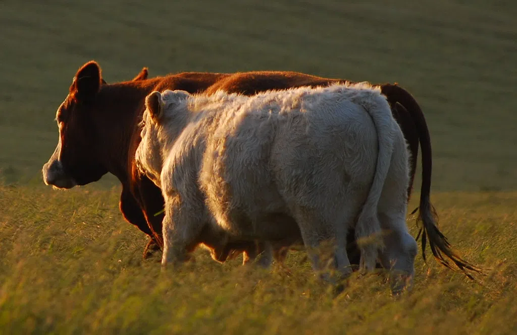 U.S. Reducing Beef Exports As Herd Shrinks | The Mighty 790 KFGO | KFGO