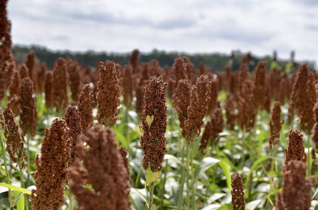 NSP: Farmers don’t need another Council, they need year-round E15