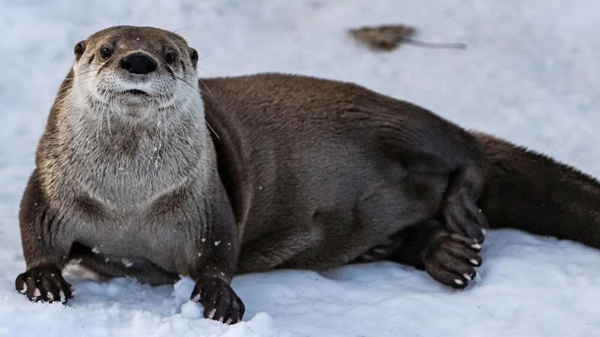 North Dakota River Otter Trapping Season Closed | The Mighty 790 KFGO