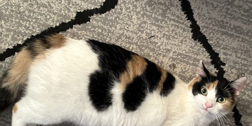 Missing Cat – Betty Confetti! - Vimarsana News