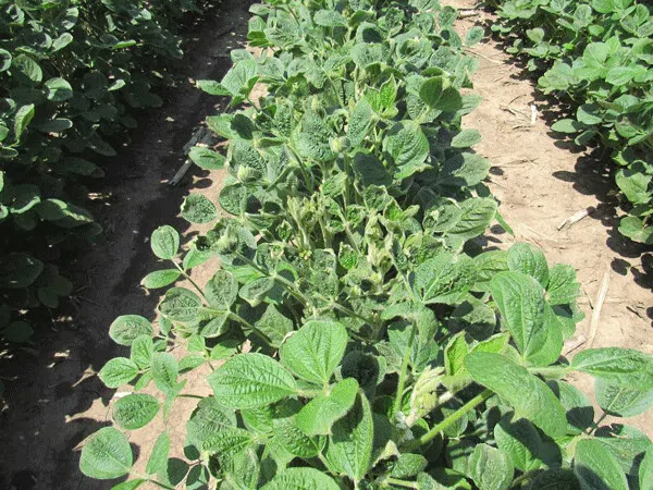 American Farm Bureau appreciates EPA’s science-based approach on dicamba
