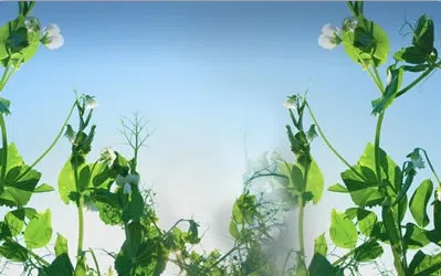 Senators ask Trump to address pulse crops in trade talks with India