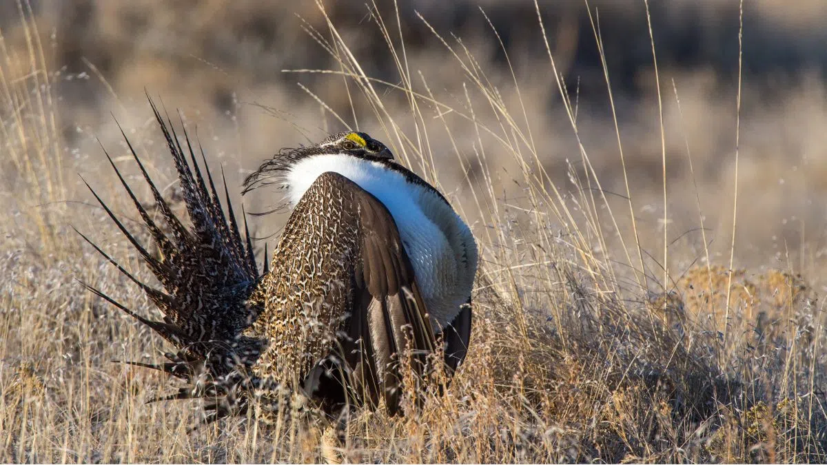 North Dakota is fortunate to have a small population of sage grouse | The Mighty 790 KFGO