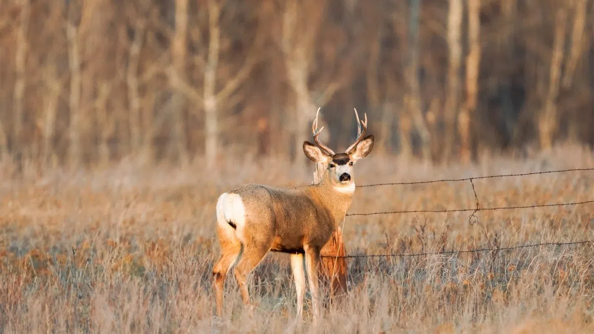 Setting The Stage For 2024 North Dakota Deer Season The Mighty 790