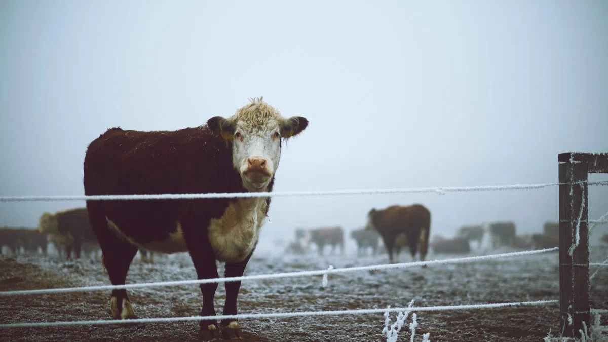 Study estimates the impact of Tyson’s plant closure in Nebraska
