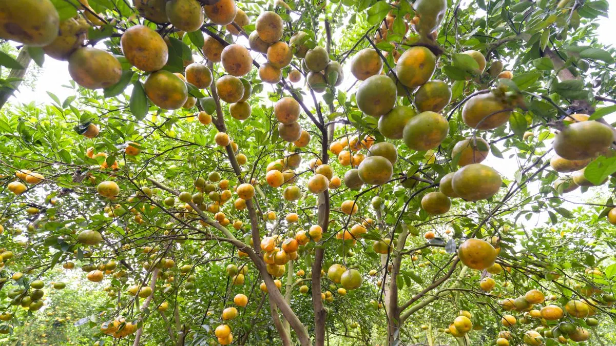 Specialty crop leaders join call for relief amid ongoing farm crisis