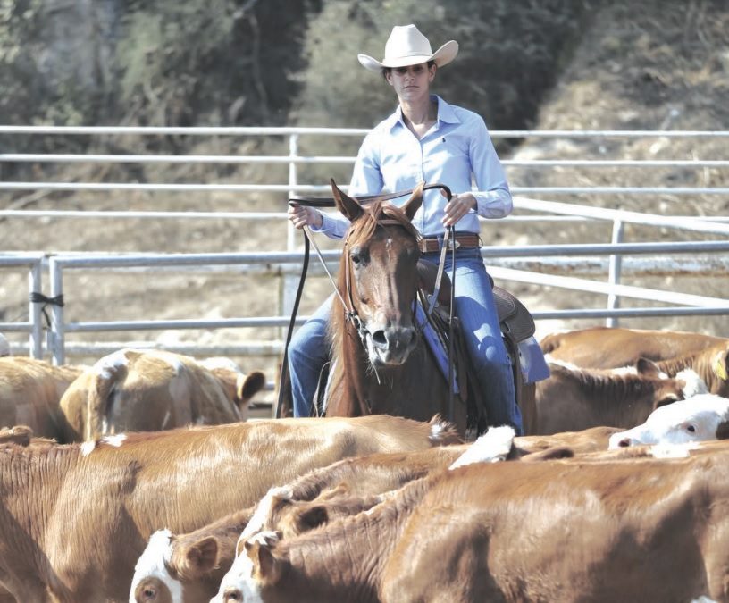 SDSU Extension offers Beef Quality Assurance training in Madison in November