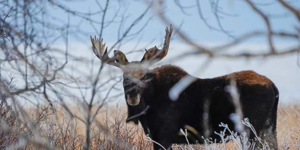 Duluth hunter charged after mistakenly shooting moose