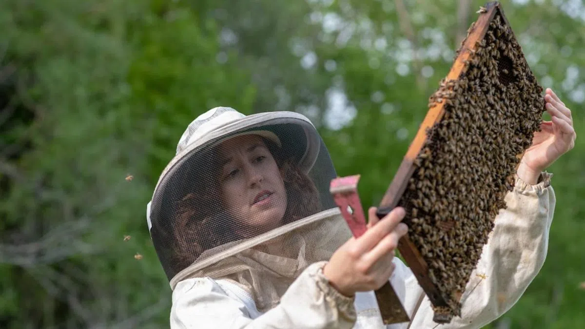 North American Bee Strategy unveiled to protect pollinators and strengthen honey market