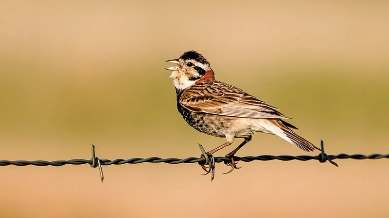 The Benefits Of Grasslands