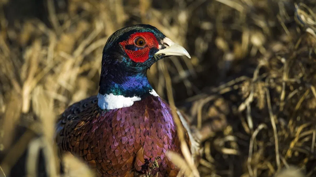 South Dakota records best pheasant season in 13 years, state parks department says