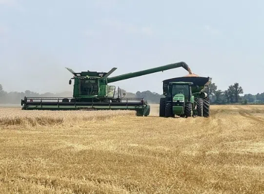 Some U.S. wheat farmers cut losses