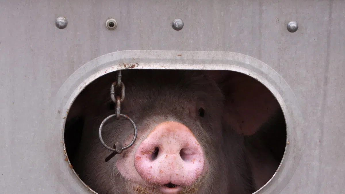 Pork industry releases statement on China tariff reduction