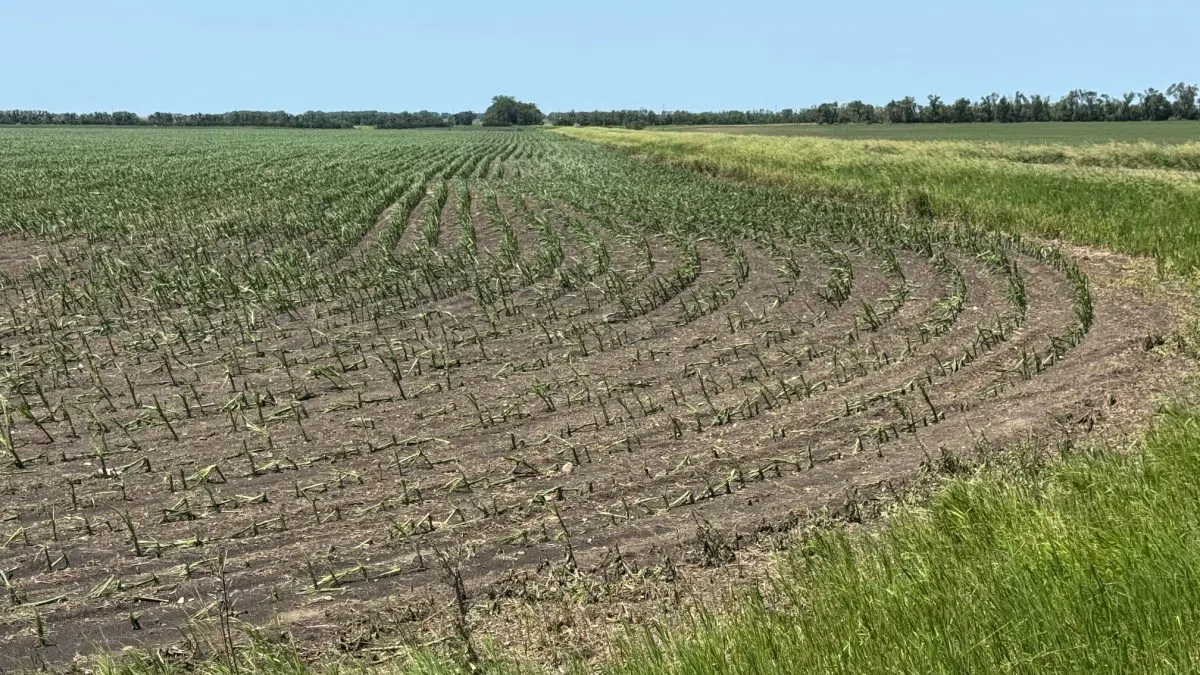 June storm crop losses in North Dakota total over $24 million as weather events keep adding up