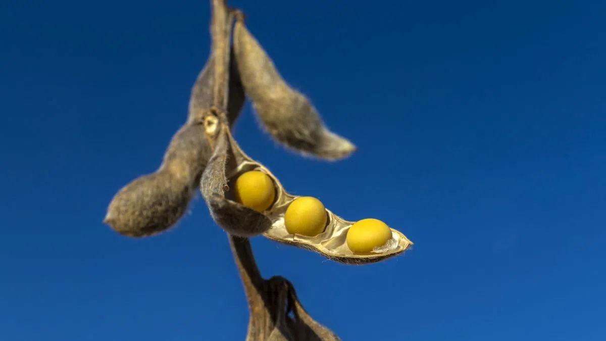 Soybean farmers face ‘desperate situation’ amid inflation, weather extremes, and tariffs