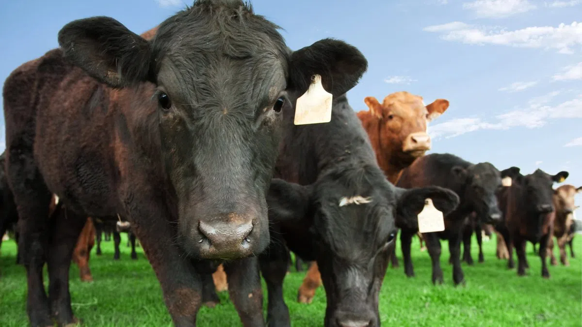 Mexico: Still no date to resume beef exports to the U.S.